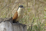 Senegal Coucal